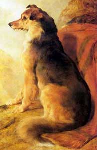 Landseer--collie.jpg