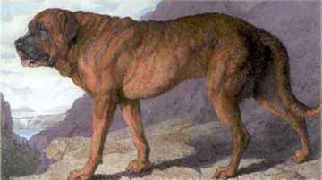 1815_Alpine_Mastiff.jpg