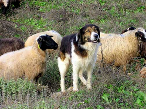 GreekShepherdDog.jpg