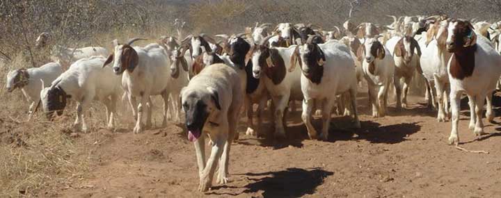 KangalDogin-Namibia.jpg