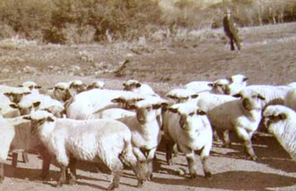 SamStoddart&Flock.jpg