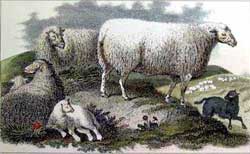 CommonSheepI.jpg