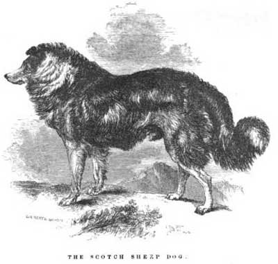 TheScotchSheepDog3.jpg